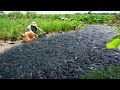 Unique Fishing in Season Dry - Best Fisherman Catching & Catfish at Rice Field