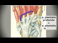 Anatomy of arteries of leg and foot