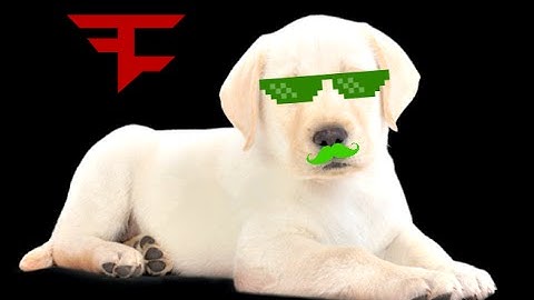 MLG Cesar Millan gets rekt by a dog!?!?!?!