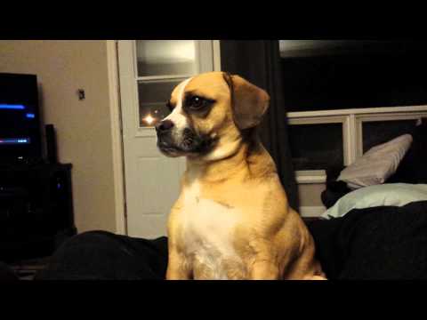 Dog hates farts.  Priceless reaction.