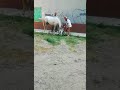 В Одессе нашли брошенного коня