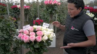 Valent Roses - Rose Ecuadorian Farm