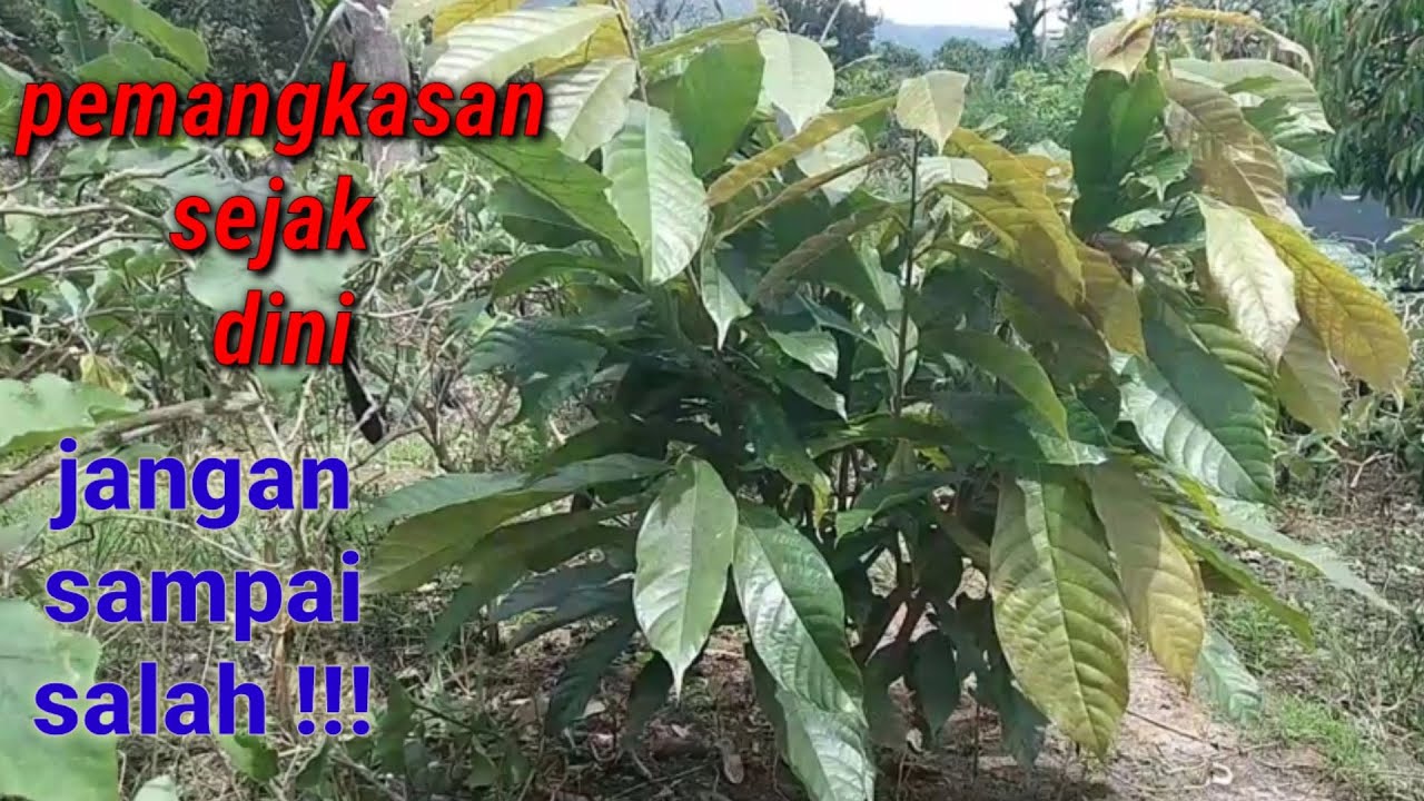 pemangkasan tanaman kakao || mcc02/45 || cara merawat tanaman kakao unggulan