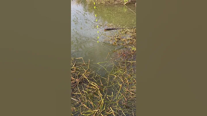 The big crucian carp in the reservoir started talking loudly. - DayDayNews