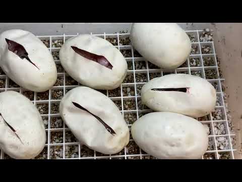 Egg Cutting: Clutch #5 GHI Lesser x G-Stripe Monarch