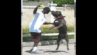 The worlds Biggest Blue Pitbull!