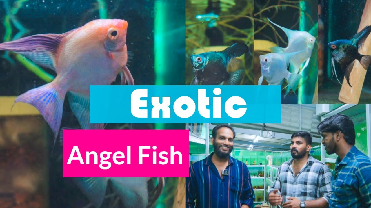 Exotic Angel Fishകളുടെ വൻ കളക്ഷൻ | Breeding| Fishy Friend Aqua Farm | Part 2