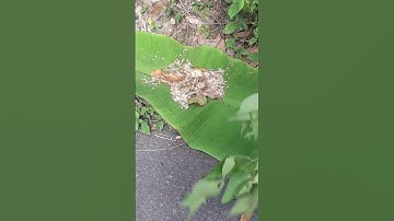 săn trứng kiến câu cá rô .#shortsvideo