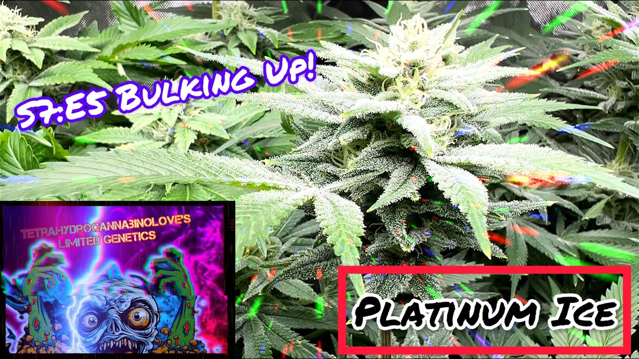 Seed to Harvest - My F1 Grow