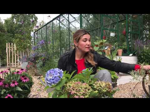 Video: Vilka Blommor Att Plantera På Hösten I Trädgården