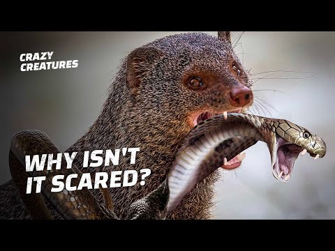 वीडियो: क्या कभी किसी नेवले को कोबरा ने मारा है?