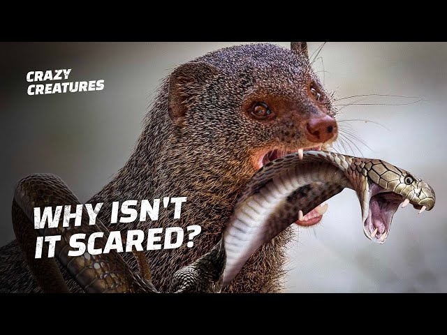 How Does This Tiny Mongoose Kill King Cobras? class=