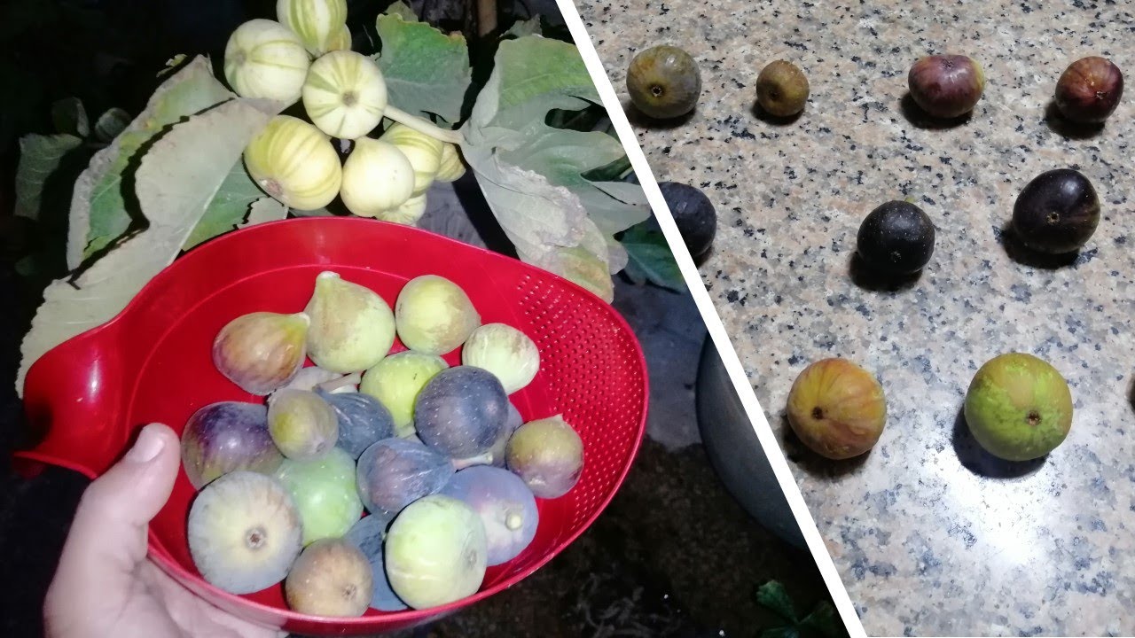 المنافسة مستمرة بين اصناف التين , الدور على الوزاني و عنق السيدة الرماضي و حافر البغل