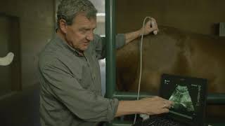 External Pelvic Ultrasound of the Horse with Dr. Cooper Williams