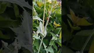 Lady bugs the helpful insect... by Zepol Labs Pest Control 21 views 2 years ago 1 minute, 23 seconds