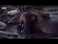 A Beaver Mother's Race Against Time | Great American Thaw | BBC Earth