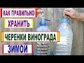 🍇 Даже не думай ТАК ХРАНИТЬ ЧЕРЕНКИ ВИНОГРАДА зимой. Вот что будет с ЧЕРЕНКАМИ  если СДЕЛАЕТЕ ТАК.