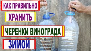 видео: 🍇 Даже не думай ТАК ХРАНИТЬ ЧЕРЕНКИ ВИНОГРАДА зимой. Вот что будет с ЧЕРЕНКАМИ  если СДЕЛАЕТЕ ТАК. картинка: 🍇 Даже не думай ТАК ХРАНИТЬ ЧЕРЕНКИ ВИНОГРАДА зимой. Вот что будет с ЧЕРЕНКАМИ  если СДЕЛАЕТЕ ТАК.