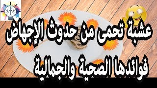 عشبة كف مريم لتقليل الإجهاض و تسريع الولادة و علاج السحر / النبتة المعجزة.