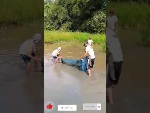 paano kumuha ng maliliit na tilapia paano kumuha ng maliliit na tilapia