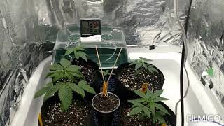 Lil look at Da Homie Gnomie veg and bloom tent...