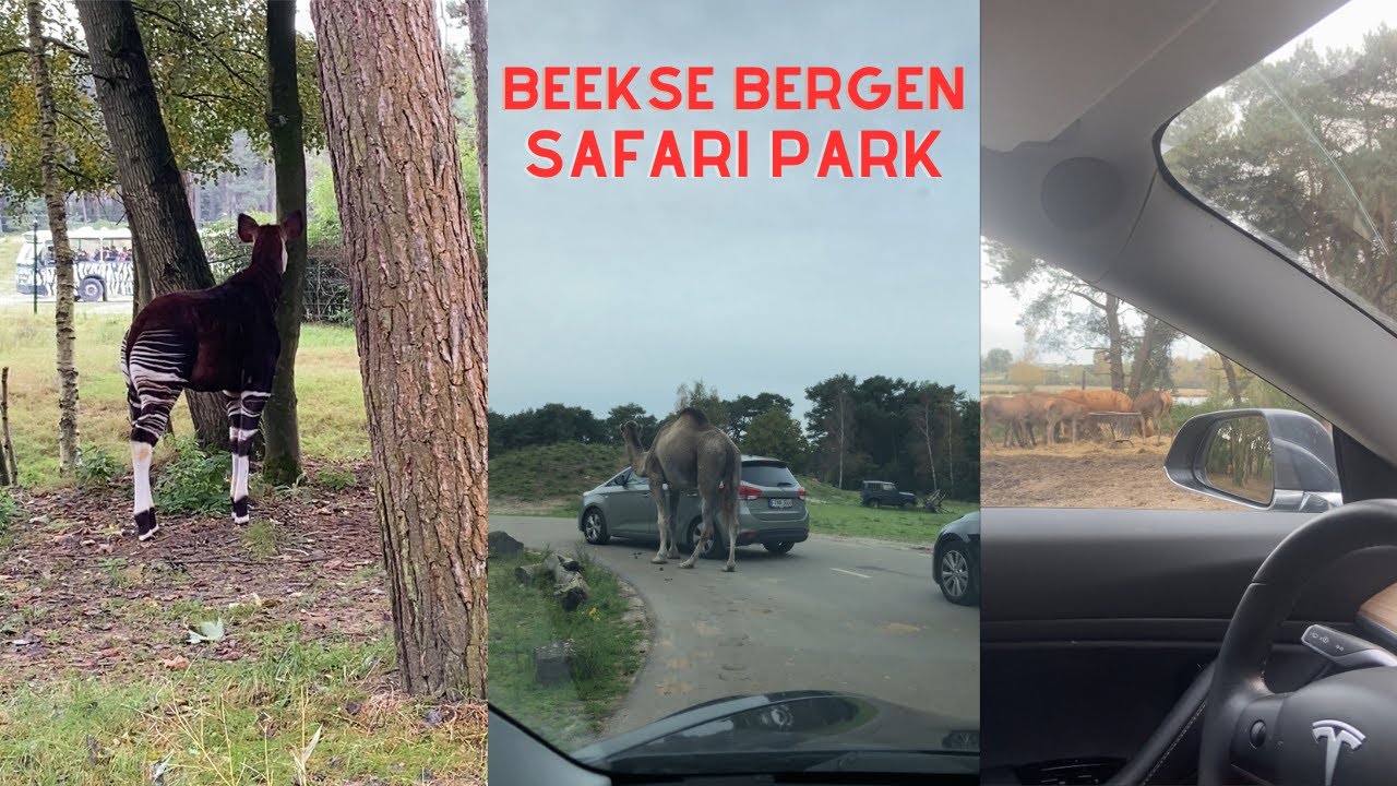 Journey to the SafariPark Beekse Bergen 