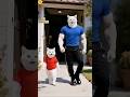Kitten Goes To Prison For Making Cat Tu Shorts Coffin Dance Song 