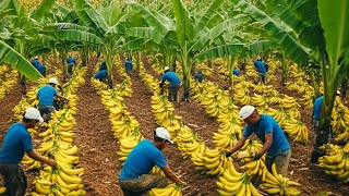 Sustainable Banana Production America Leads The Way