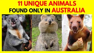 11 Unique Animals Found Only In Australia