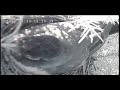 American Robin nest cam