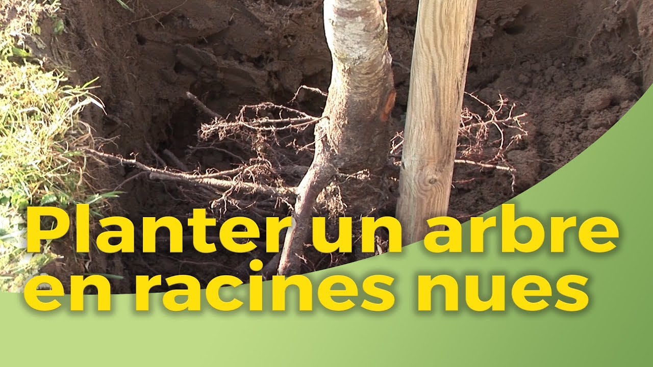 Planter arbre racine nue