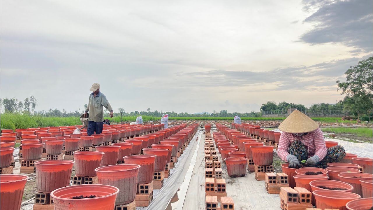 HOA CÚC MÂM XÔI HÀN QUỐC - KỸ THUẬT TRỒNG TẾT 2025