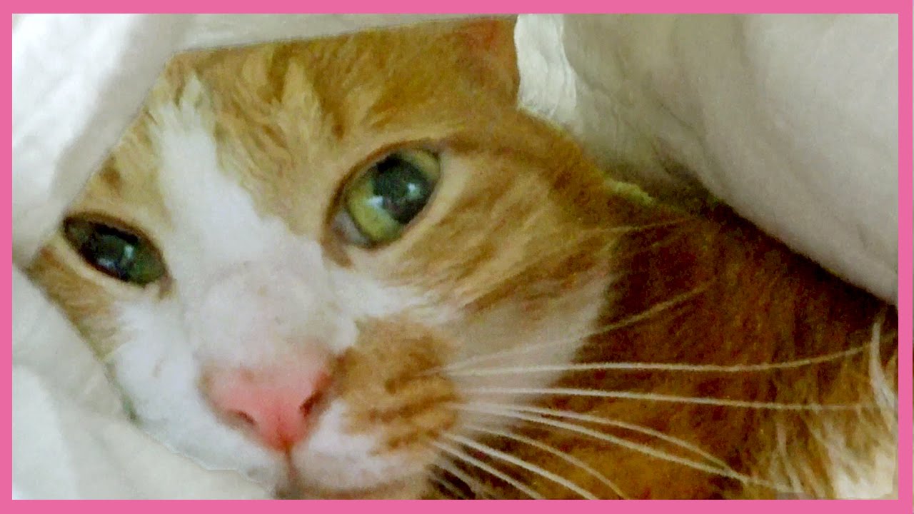 猫カフェ 横浜 癒し！布団に入る猫を探したら、赤ちゃんみたいに可愛い！【ネコのマック】　- Cute Cat Mac like a baby.