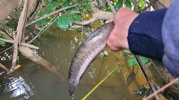Quay lại khúc Suối ở cánh đồng cắm cần câu săn Cá Lóc | nướng cá ăn uống bia ở  trên cánh đồng lúa