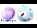 Pathogen Evasion Strategies Quiz