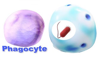 How Pathogens Evade the Immune System