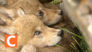 아기 늑대 삼형제의 성장 (Growth of Three Brothers of the Baby Wolf)