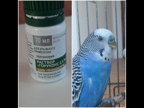 Профилактика болезней попугаев Прафілактыка хвароб папугая Prevention of parrot diseases
