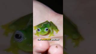 Rare Ghost Frog Yoinked!