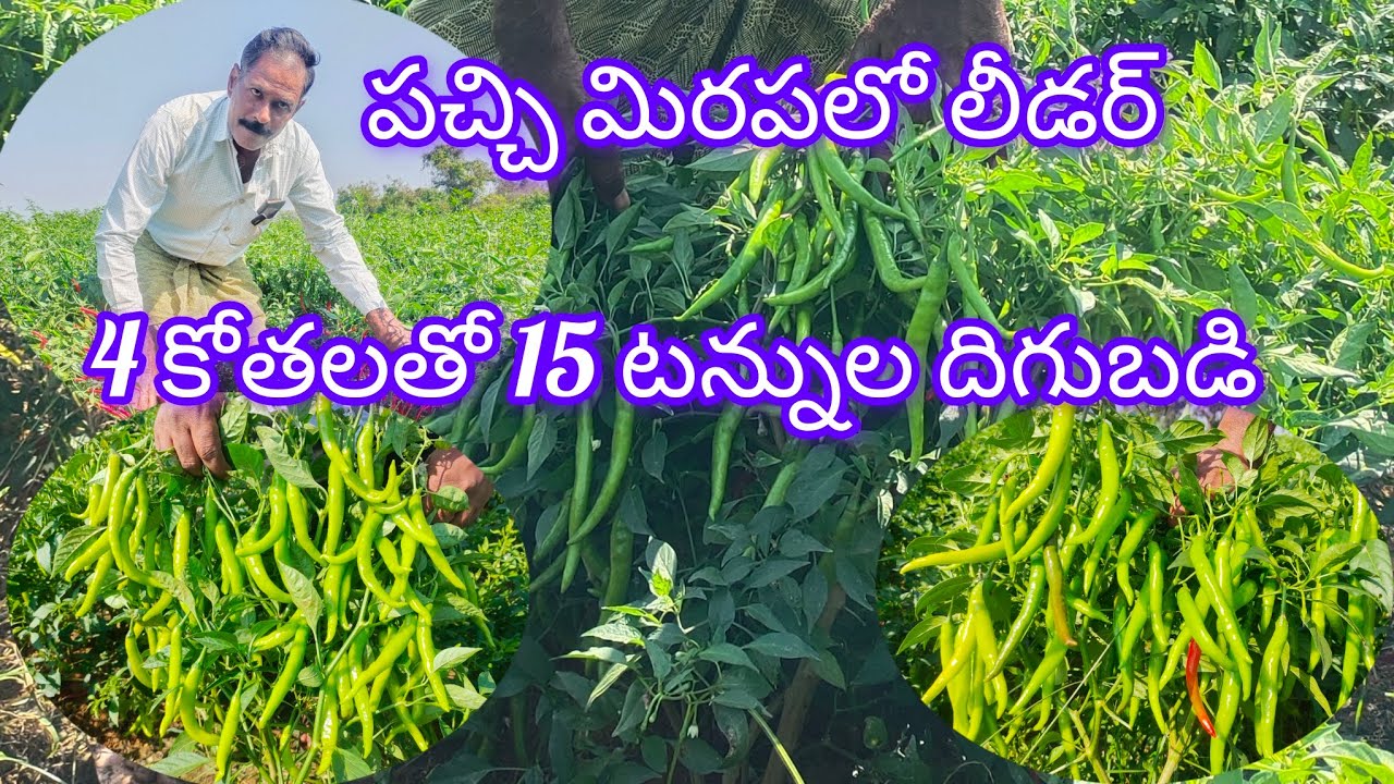 ఈ దిగుబడితో మిగతా వాటికి పెట్టుబడి పెడుతున్నా..లోకల్లో అమ్ముతున్నా.. మంచి దిగుబడి వస్తుంది #Jersey56