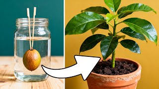 The FASTEST Way to Grow Avocado From Seed | 0 - 5 Months of Growth
