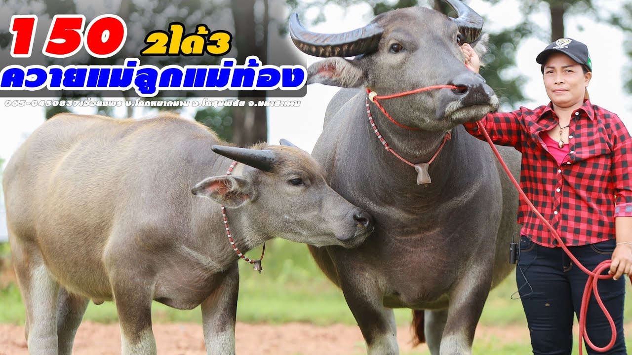 💥เด็ดมาก2ได้3แม่ลูก150เอื้อยแพร 065-0450837บ.โคกหมากมาน อ.โกสุมพิสัย จ.มหาสาคาม