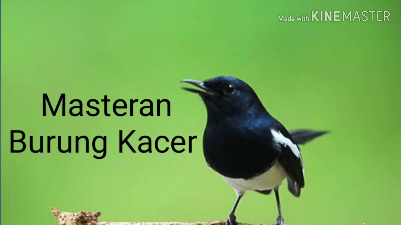 Masteran Burung Kacer 