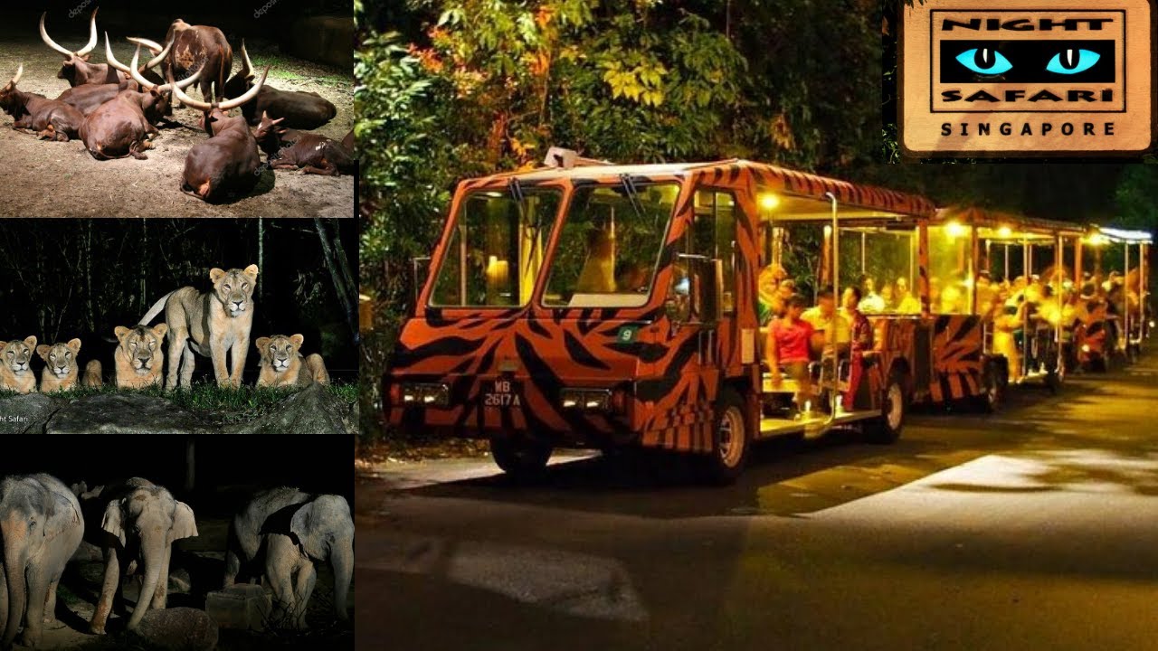 night safari singapore youtube