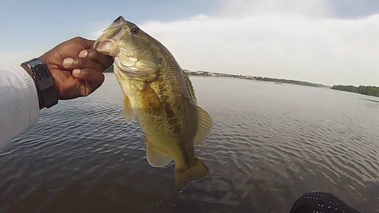 Fishing Belmont Bay on the Potomac YouTube