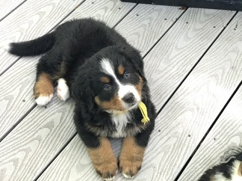 bernese mountain dog 8 weeks