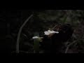 Cinematic shots of ngezi  forest   pemba