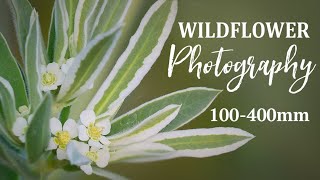 Wildflower Photography with a 100-400mm Lens | Phone Macro Flower Photography