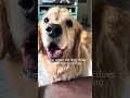 I’m so cute❤️ #goldenretriever #cosmosgoldenlife #dog #funnydog