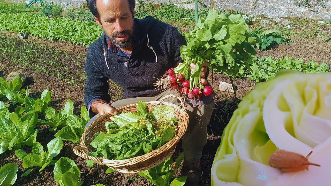 Caracoles a raya sin tóxicos